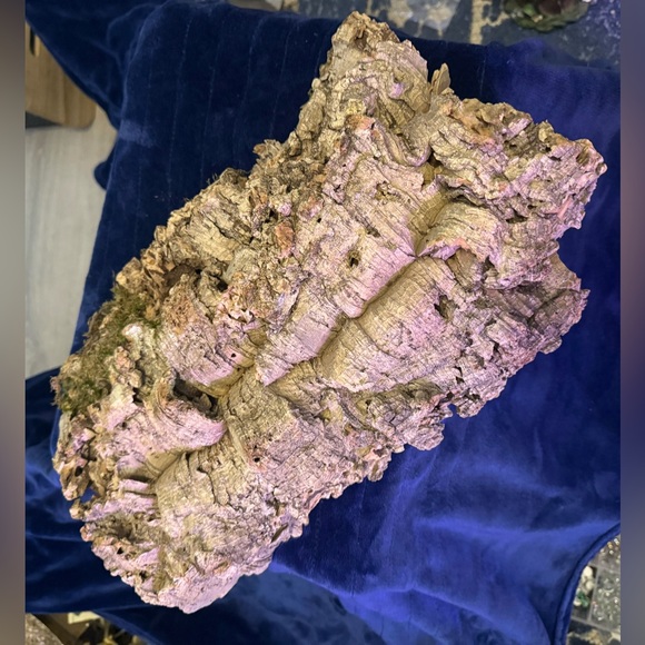 Air Plant Cork Mounted Arrangement - Green - Picture 3 of 7